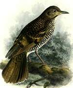 Scaly Thrush (horsfieldi)