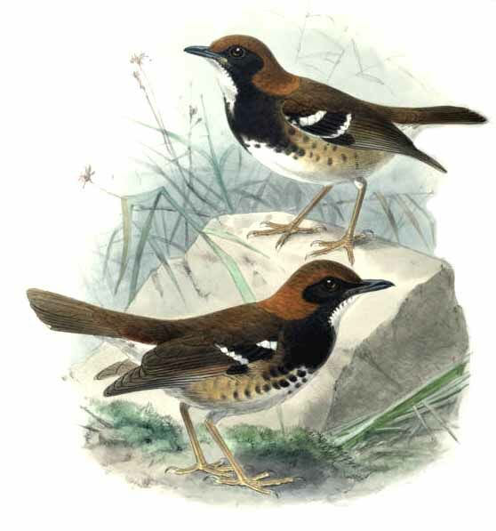 Chestnut-capped Thrush