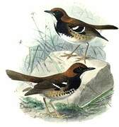 Chestnut-capped Thrush