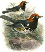 Chestnut-capped Thrush