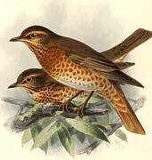 Naumann's Thrush