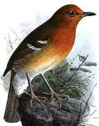 Abyssinian Ground Thrush