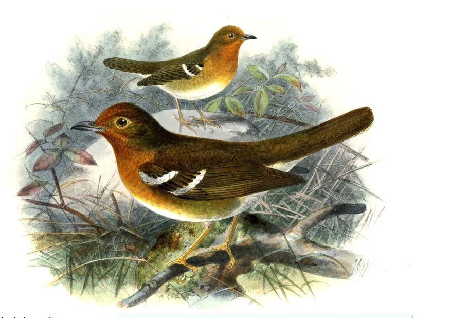 Abyssinian Ground Thrush