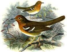 Abyssinian Ground Thrush