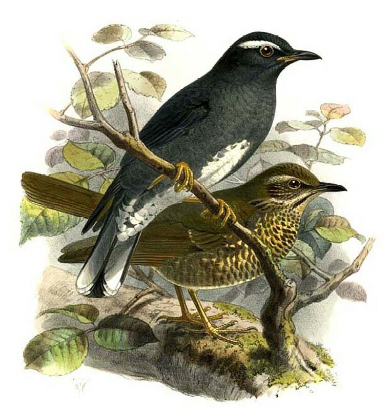 Siberian Thrush