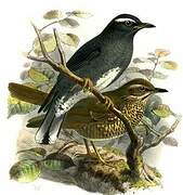 Siberian Thrush