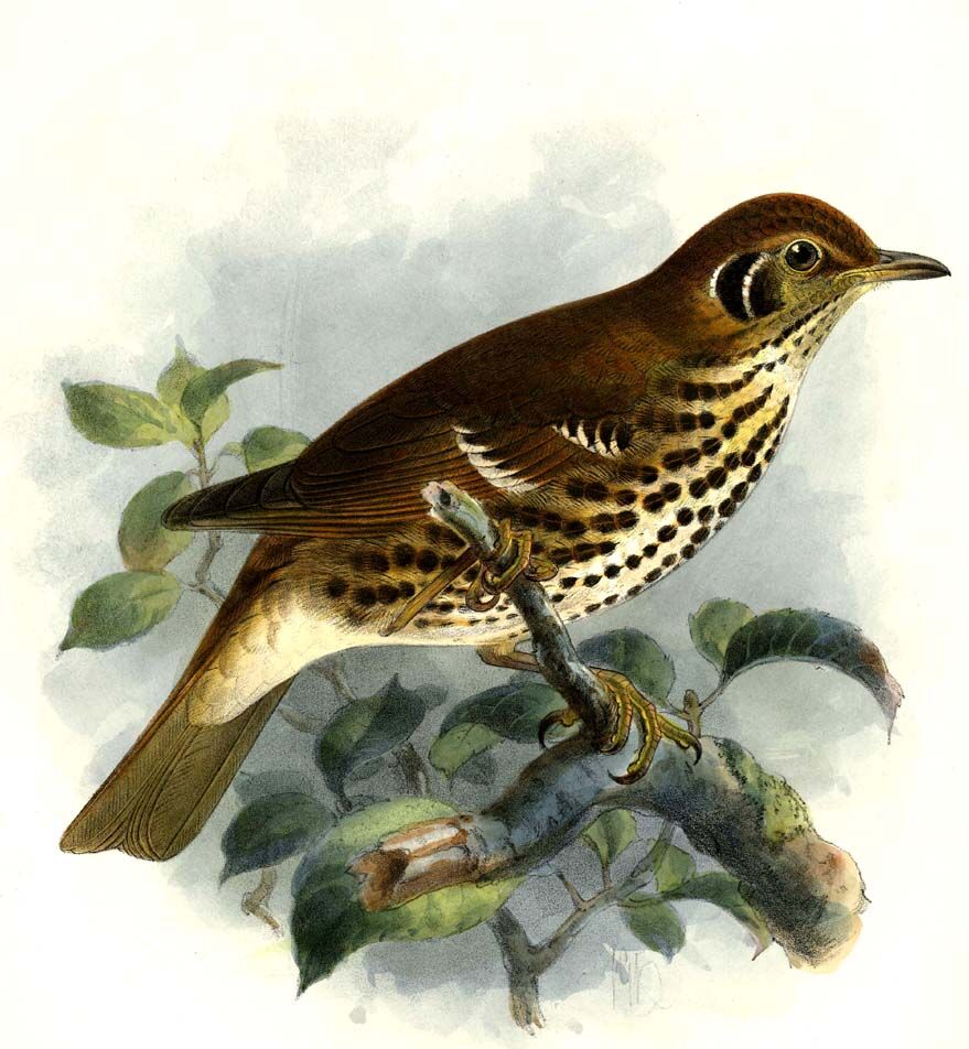 Chinese Thrush