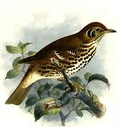 Chinese Thrush