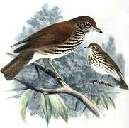 Wood Thrush