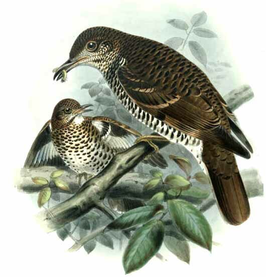 White's Thrush