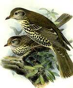 Mistle Thrush