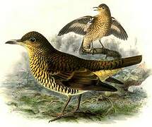 Sri Lanka Thrush