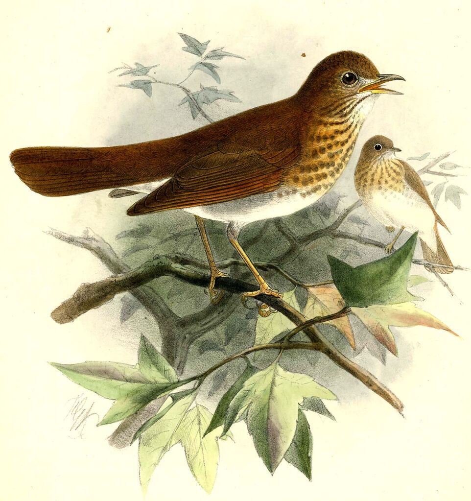 Veery