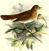 Veery