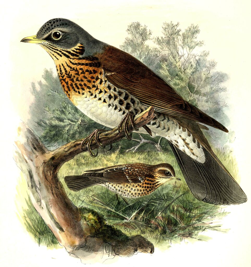 Fieldfare