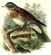 Fieldfare