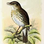 Song Thrush