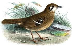 Grey Ground Thrush