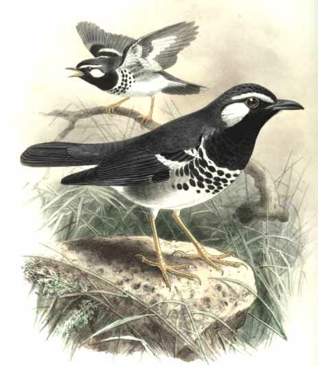 Slaty-backed Thrush