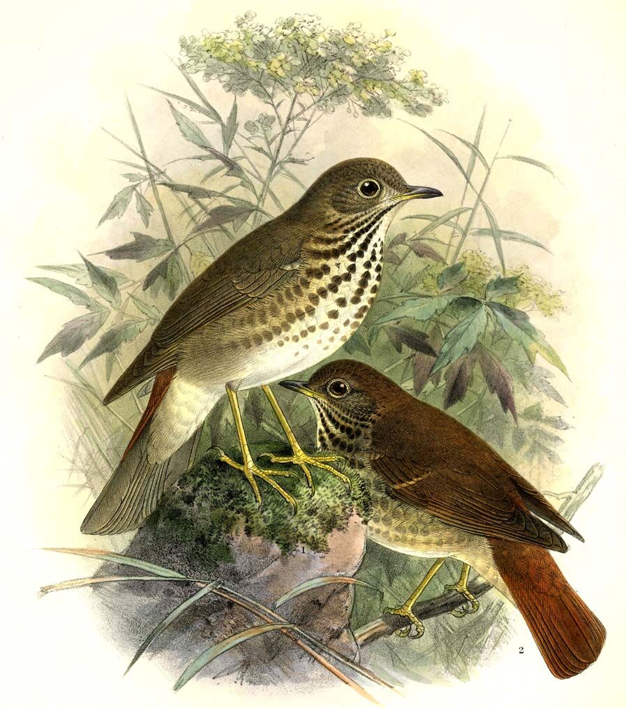 Hermit Thrush