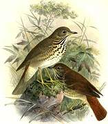 Hermit Thrush