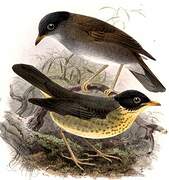 Yellow-throated Nightingale-Thrush