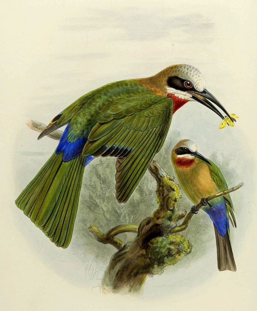 White-fronted Bee-eater