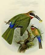 White-fronted Bee-eater