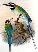 White-throated Bee-eater