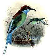 Blue-throated Bee-eater