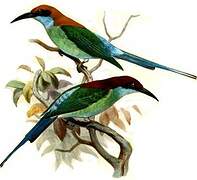 Blue-throated Bee-eater