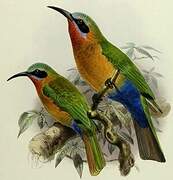 Red-throated Bee-eater