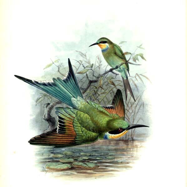 Swallow-tailed Bee-eater