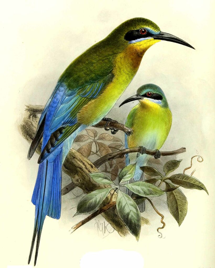 Blue-tailed Bee-eater