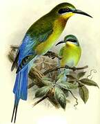 Blue-tailed Bee-eater