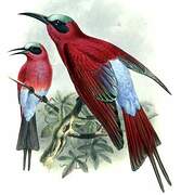 Southern Carmine Bee-eater