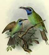 Asian Green Bee-eater