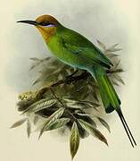 Böhm's Bee-eater