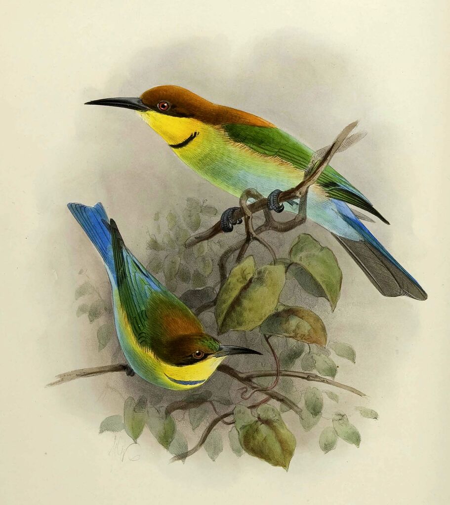 Chestnut-headed Bee-eater