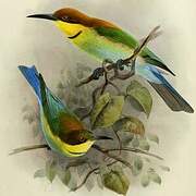 Chestnut-headed Bee-eater