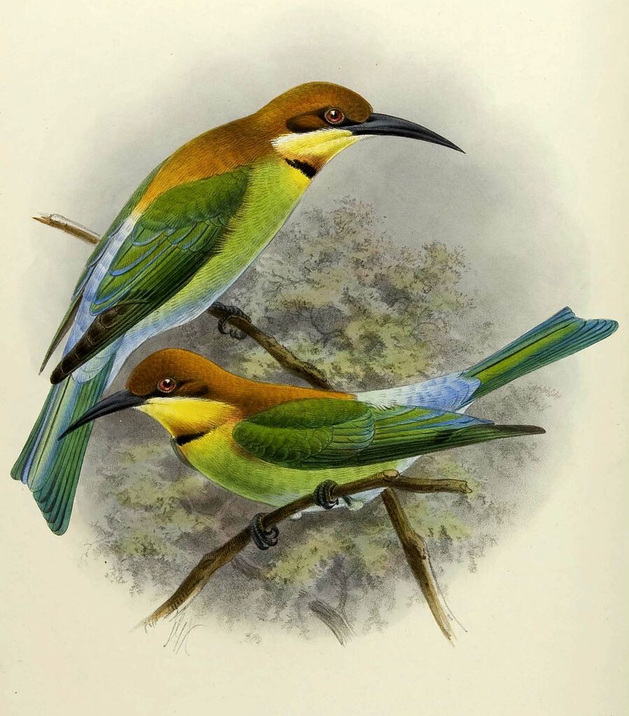 Chestnut-headed Bee-eater