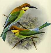 Chestnut-headed Bee-eater