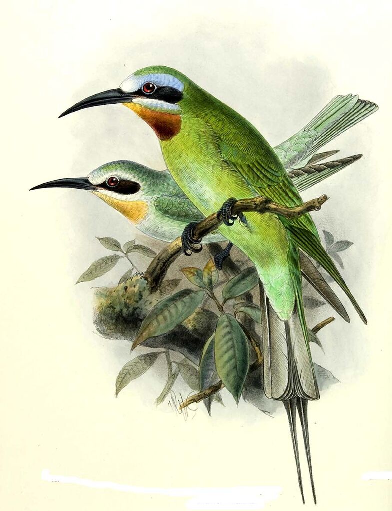 Blue-cheeked Bee-eater