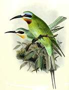 Blue-cheeked Bee-eater