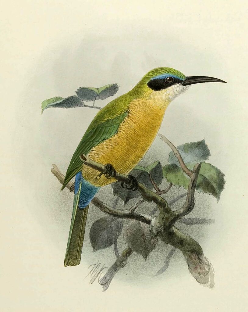 Somali Bee-eater