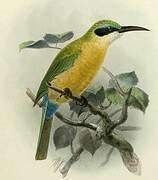 Somali Bee-eater