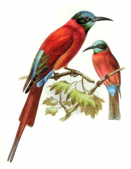 Northern Carmine Bee-eater