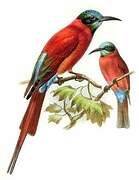 Northern Carmine Bee-eater