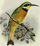 Cinnamon-chested Bee-eater