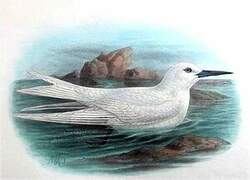 White Tern